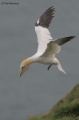 Gannet 120409_6